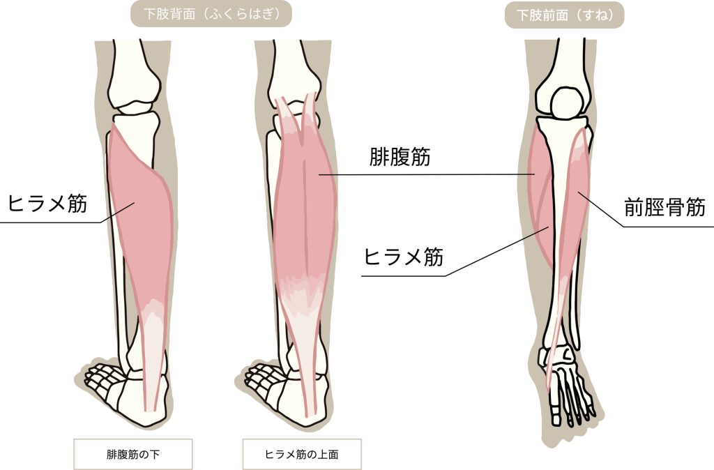ふくらはぎのイメージ
