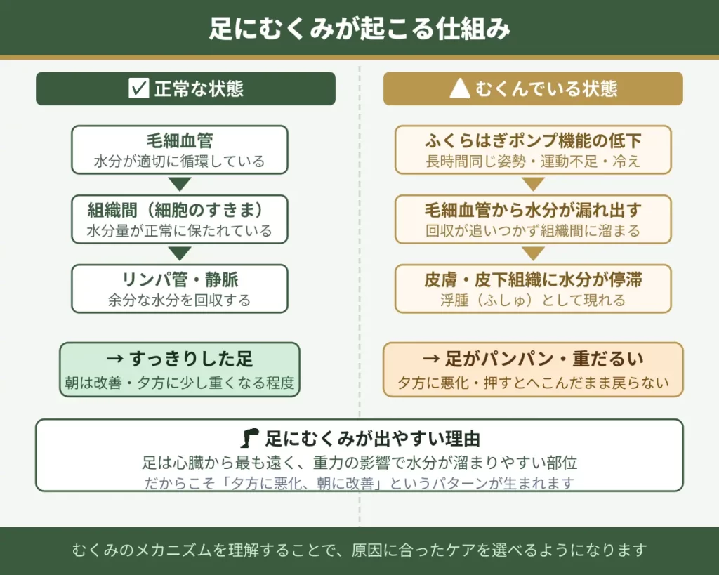 むくみが起こる仕組み